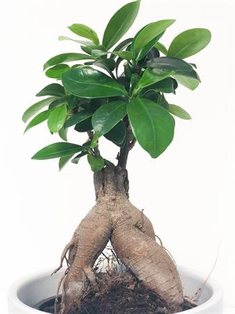 Ficus ginseng bonsai radici a vista