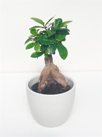 Ficus ginseng bonsai radici a vista