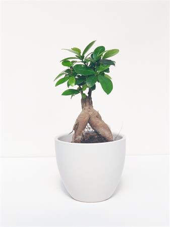 Ficus ginseng bonsai radici a vista