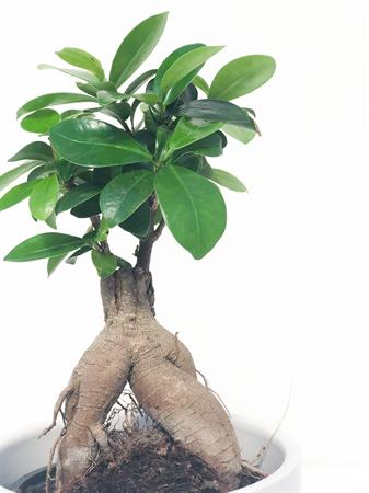 Ficus ginseng bonsai radici a vista
