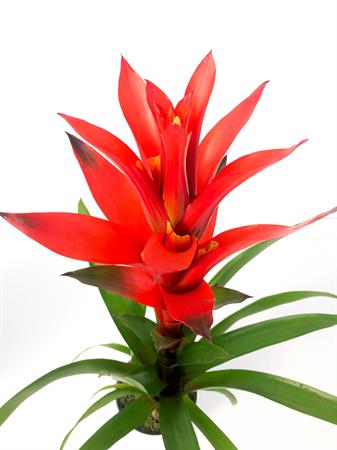 Guzmania arancione