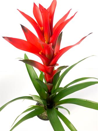 Guzmania arancione