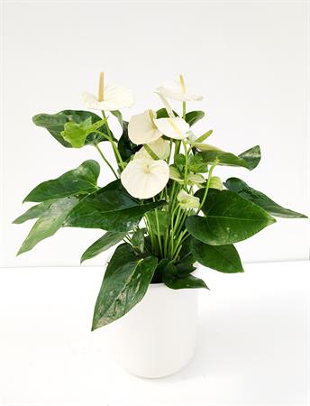 Anthurium bianco pianta fiorita minimal