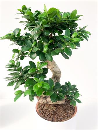 Ficus Ginseng bonsai grande