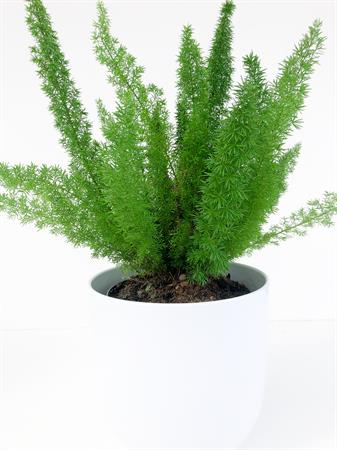 Asparagus Falcatus pianta rampicante da interno