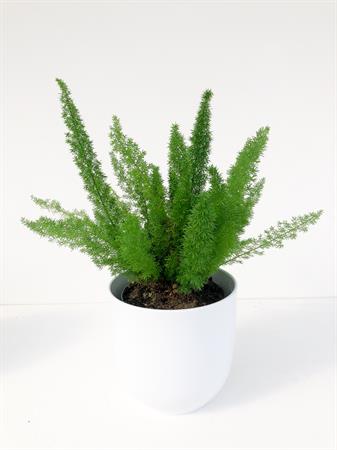 Asparagus Falcatus pianta rampicante da interno