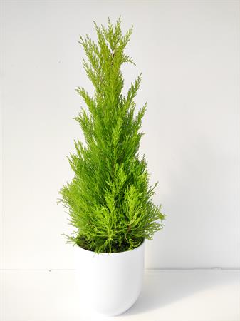 Cipresso limone Goldcrest da balcone grande