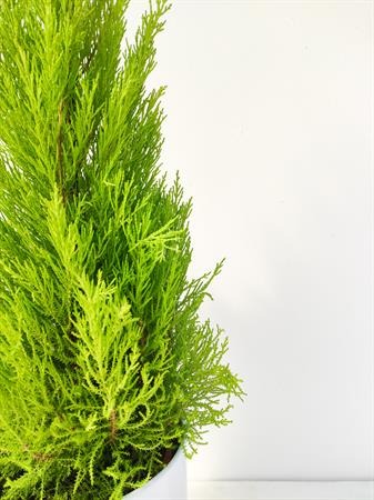 Cipresso limone Goldcrest da balcone grande