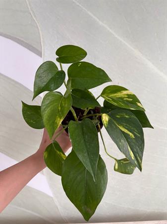 Pothos pianta ricadente da interno