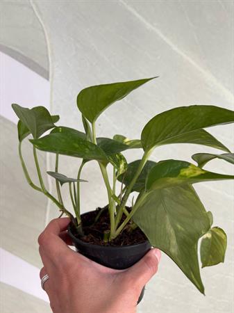 Pothos pianta ricadente da interno