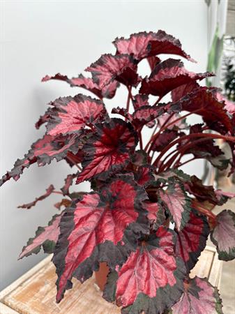 Begonia Rex pianta foglie colorate