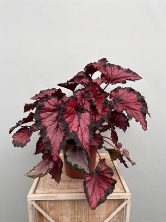 Begonia Rex pianta foglie colorate