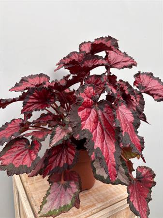 Begonia Rex pianta foglie colorate