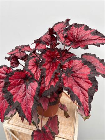 Begonia Rex pianta foglie colorate