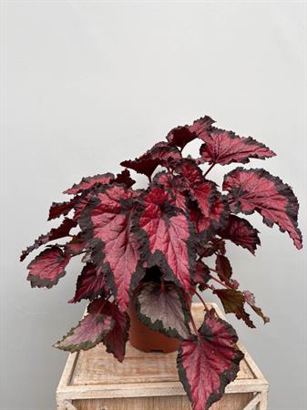 Begonia Rex pianta foglie colorate