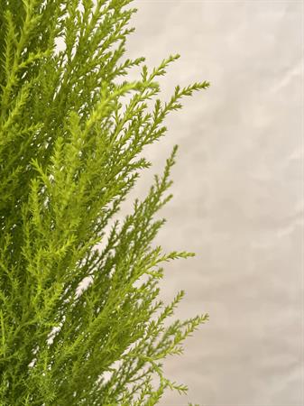 Cipresso che profuma di limone Goldcrest piccolo