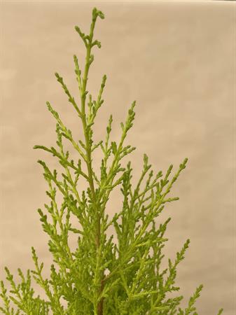 Cipresso che profuma di limone Goldcrest piccolo