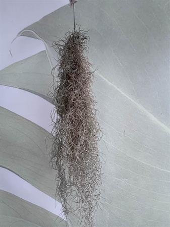 Tillandsia