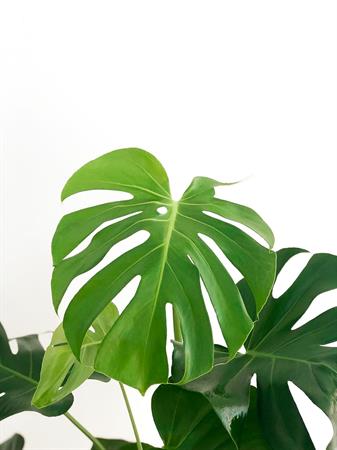 Monstera pianta foglie bucate