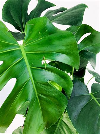 Monstera pianta foglie bucate