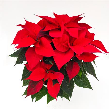 Stella di natale rossa grande