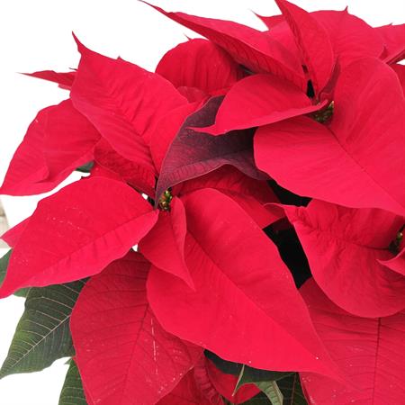 Stella di natale rossa grande