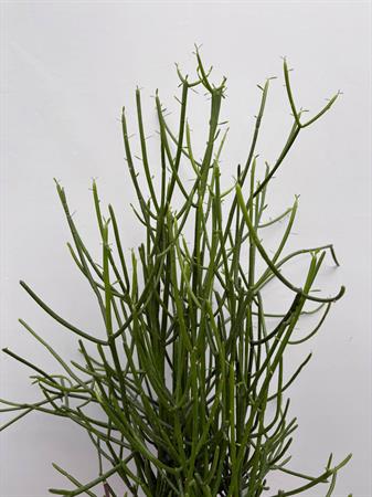 Euphorbia tirucalli cactus a rami sottili