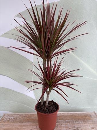 Dracaena Lemon due rami