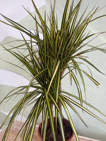 Dracaena Lemon due rami