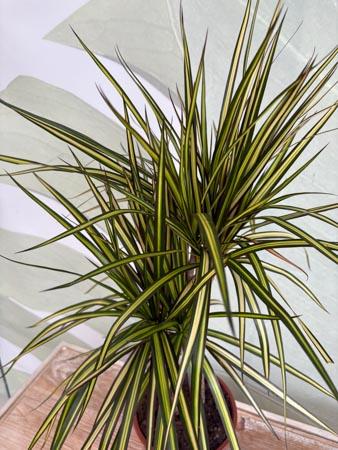 Dracaena Lemon due rami