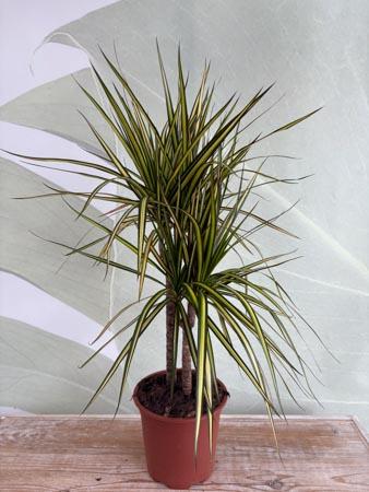 Dracaena Lemon due rami