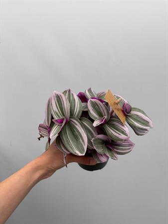 Pianta con foglie rosa da interno tradescantia nanouk