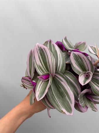 Pianta con foglie rosa da interno tradescantia nanouk