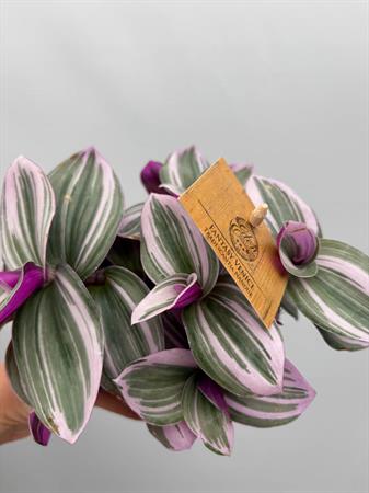 Pianta con foglie rosa da interno tradescantia nanouk