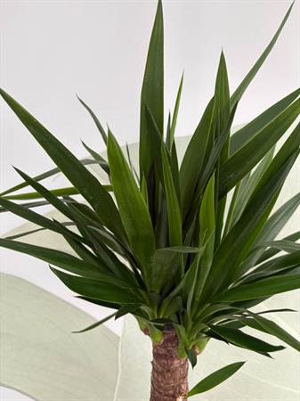 Yucca