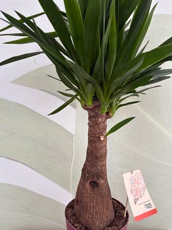 Yucca