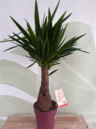 Yucca