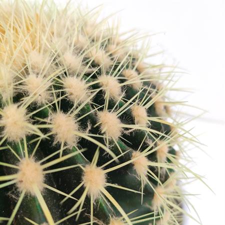Grusone Cactus rotondo a palla