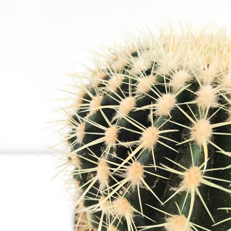 Grusone Cactus rotondo a palla