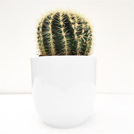 Grusone Cactus rotondo a palla