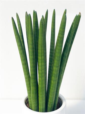 Sansevieria cilindrica pianta grande