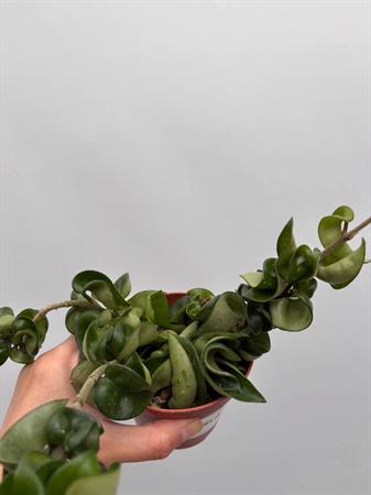 Hoya Carnosa fiore di cera