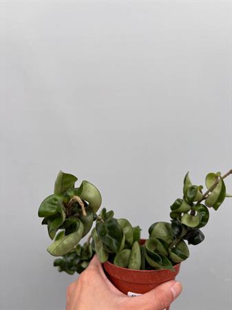 Hoya Carnosa fiore di cera