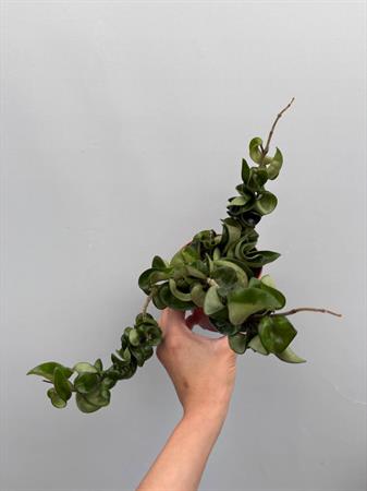 Hoya Carnosa fiore di cera