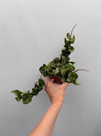 Hoya Carnosa fiore di cera