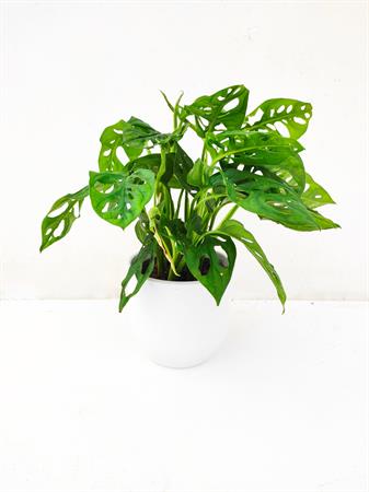 Monstera adansonii pianta foglie traforate