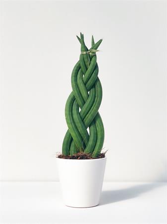 Sanseveria Cilindrica intrecciata