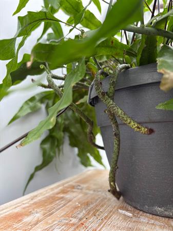 Felce microsorum particolare da appendere