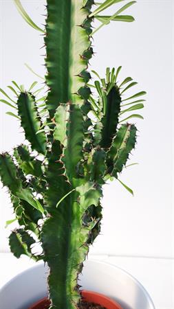 Cactus del deserto euphorbia eritrea african milk tree