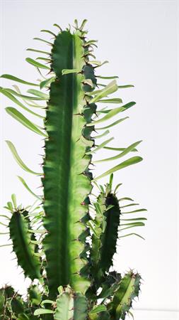 Cactus del deserto euphorbia eritrea african milk tree